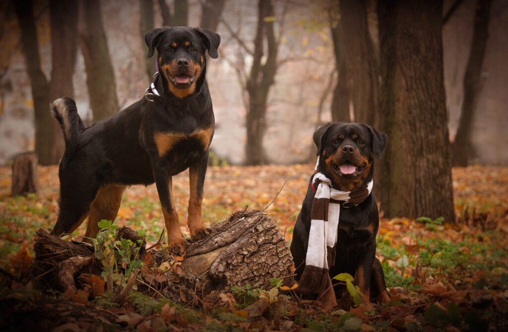 Rottweilers (7)