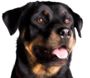 Purebred German Rottweilers | The Cutest Rottweiler Puppies