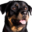 www.purebredgermanrottweilers.com