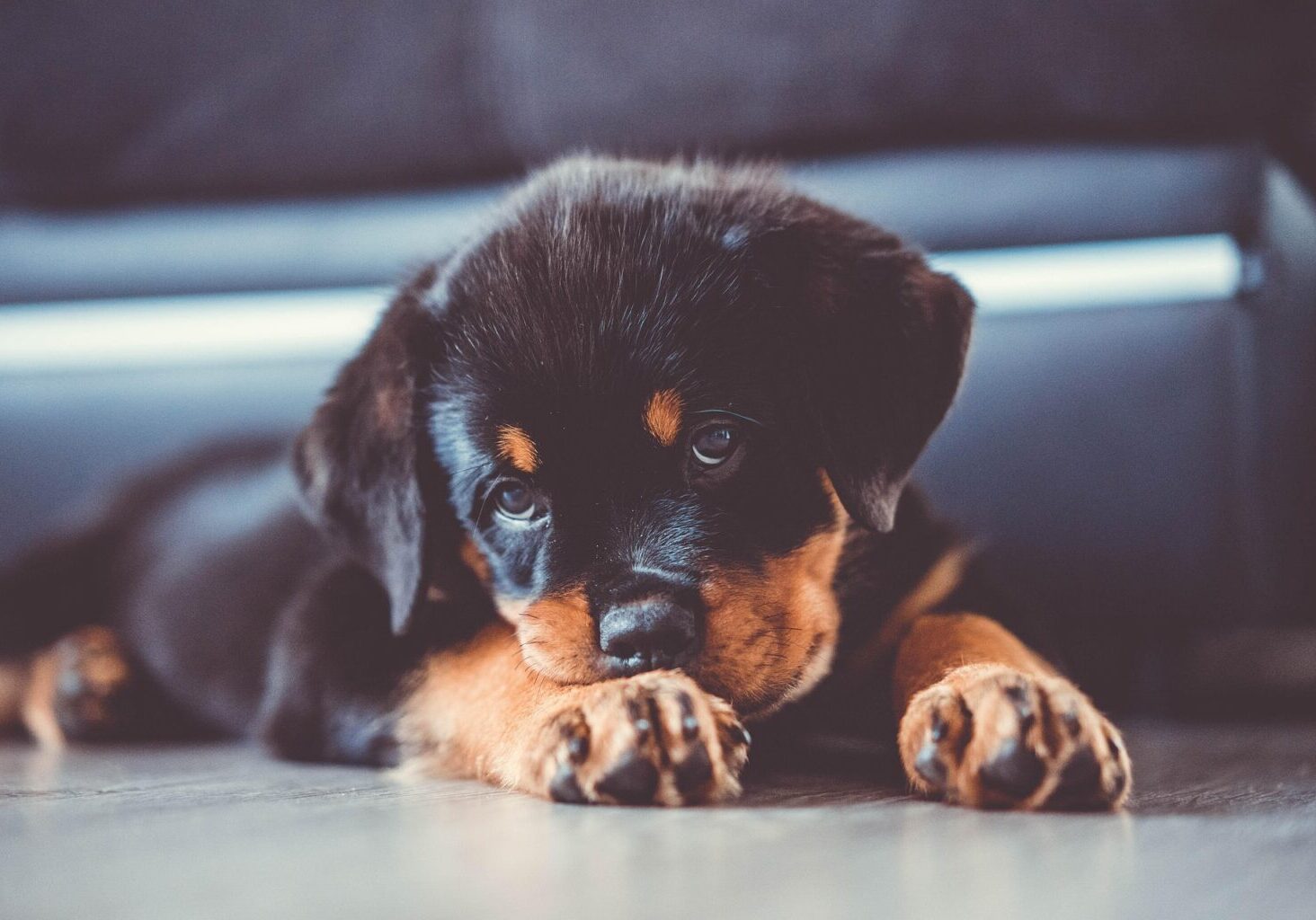 Rottweilers (4)